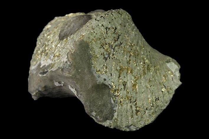 Pyrite Replaced Brachiopod (Paraspirifer) Fossil - Ohio #135559
